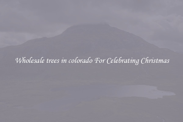 Wholesale trees in colorado For Celebrating Christmas